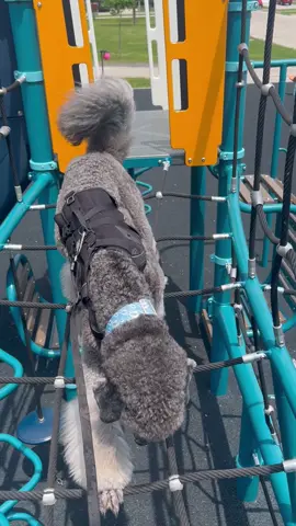 Ninjawarrior k9 edition 👌✨ #poodle #parkour #barkour #training #bodyconditioning  Why do this? Well, parkour and climbing is an activity I enjoy…and I want Flint to be able to be apart of it. In order to do things safely, training is needed in order to improve his balance, confidence and awareness in his own body and skill. We do everything as safely as possible with a two strap harness that can safely support  and distribut his weight as well as carabiner attachments that attach directly onto myself. 