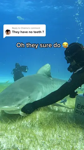 Tbh, tiger sharks ONLY have 48 teeth 🤷‍♂️ so why so scared. Bull sharks and great whites have 300+ so there 
