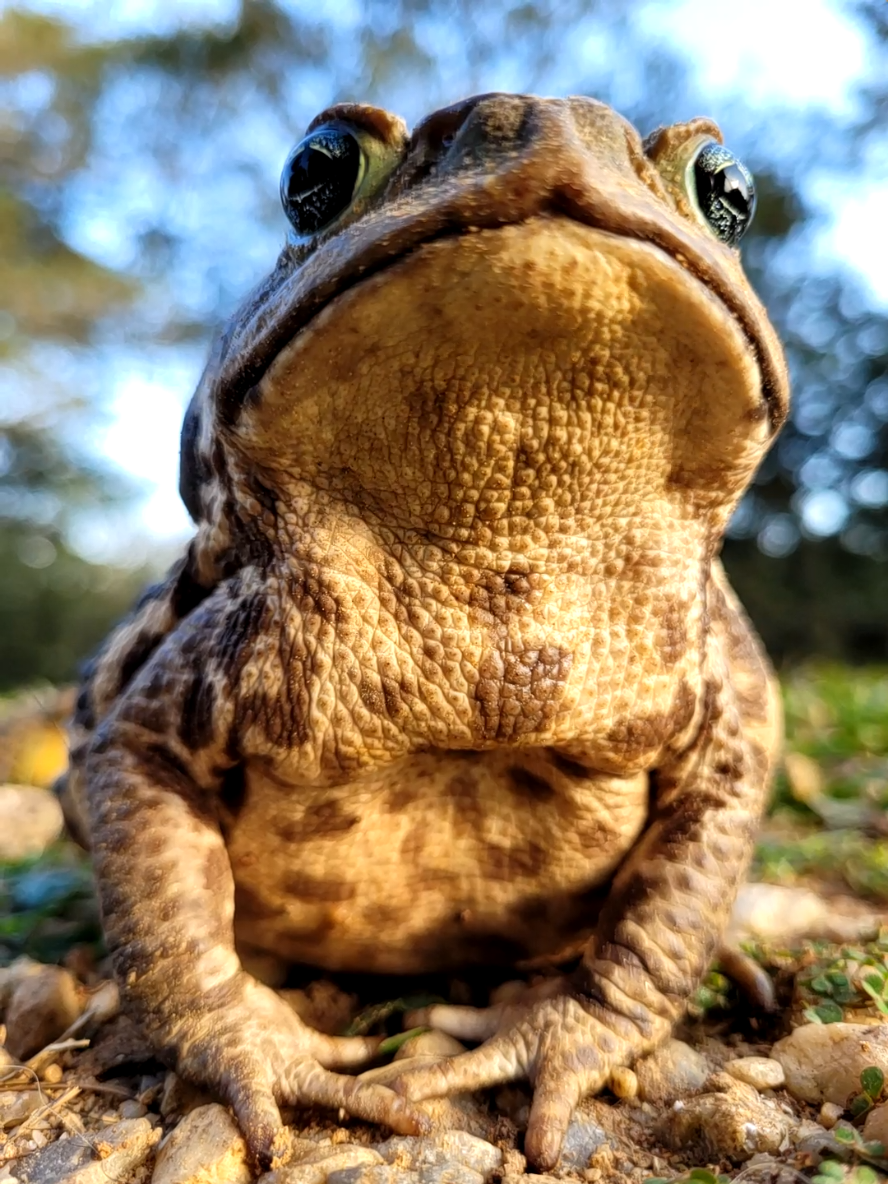 Nosso amigo Froid o Bonitão, está em nossa chácara des de quando começamos nossa casa, a noite sai para caçar suas comidas. #Lifestyle #life #mundo #roca #roça #sapo #sapocururu #natureza #bicho #naturezaperfeita #madeinmato #sitio #fazendinha 