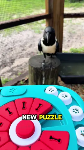 Sometimes Trixie loves getting new puzzles… sometimes she thinks they’re going to ✨eat✨ her #funnyanimals #funny #birds #bird #birdsofinstagram #wildlife #animals #animal #enrichment #animalcare 