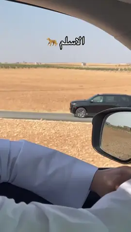 #شمر #الاسلم #سوريا🇸🇾 #الوهب 🫸🏻