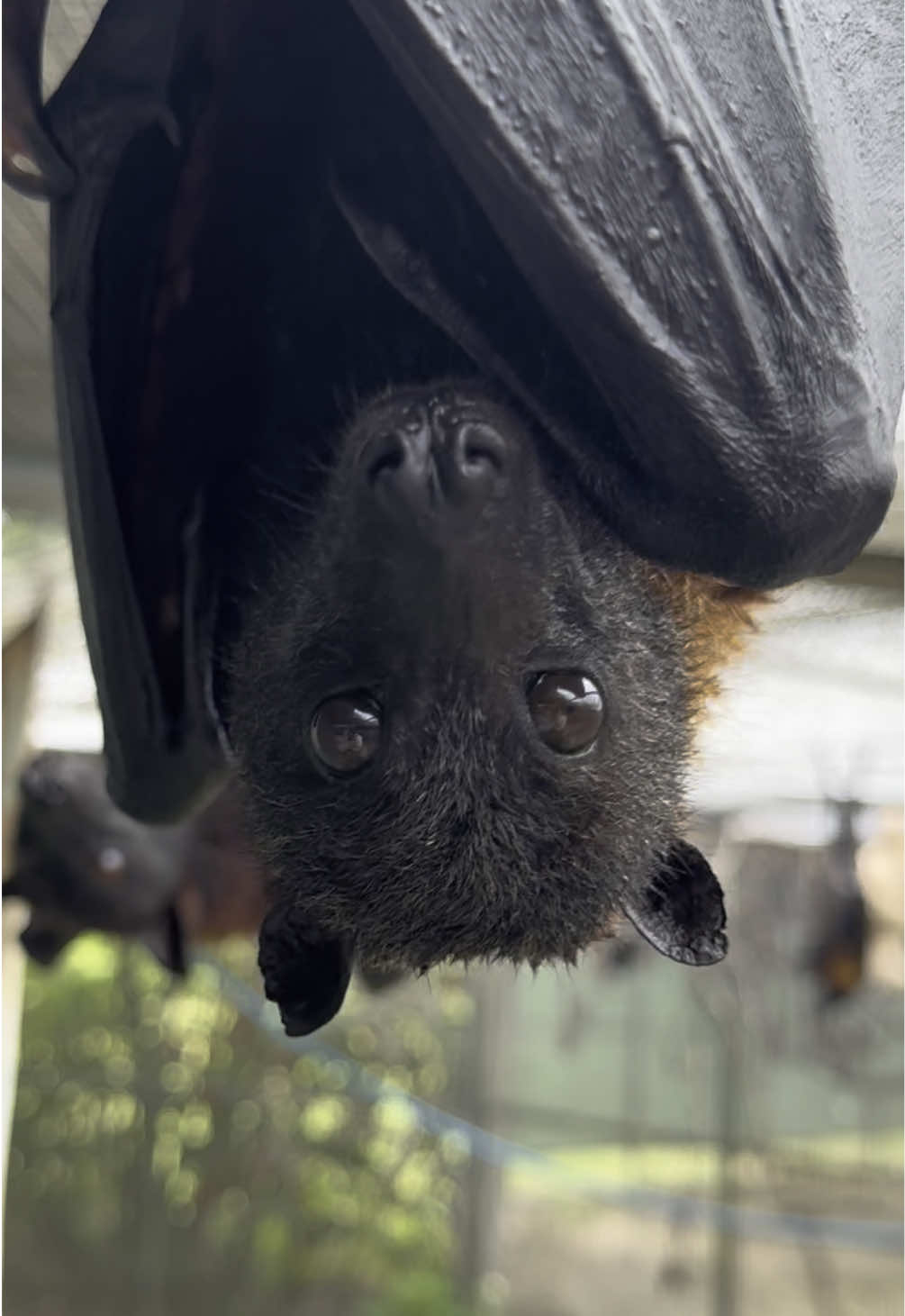 Variable Flying Fox, Aldente, has some important news to share with everyone today. Can you tell he’s a big fan of communicating vocally? 🦇 🗣️#lubeebatconservancy #animals #bats #cute #florida #nonprofit #fyp #fruitbats #fypシ #flyingfoxes 