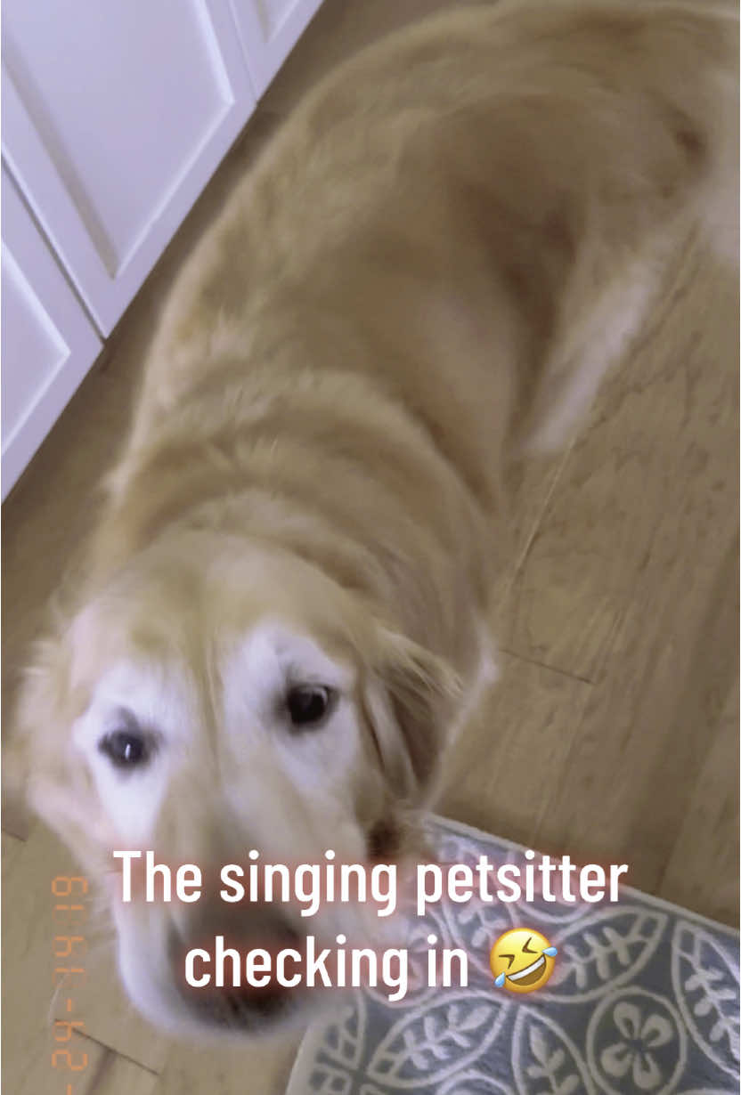 #petsitter #dogwalker #dogs #goldenretriever 