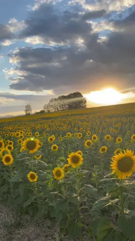 Gün Kavuştu Sessizce🌻🌄#videoviral #keşfetteyizzz #keşfet #beniöneçıkart #tiktok #yaz #yazşarkıları #aycicegi #günbatımı #manzara #çiçek #guzel #güzellik #foto #video #barısmanco 