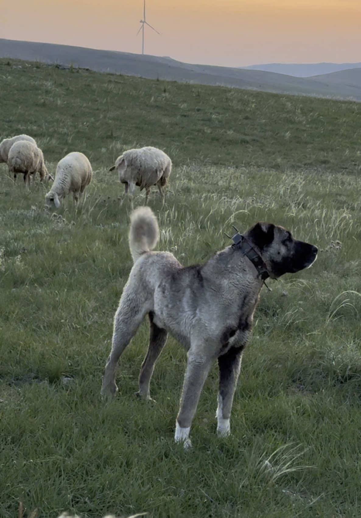 RAŞO  #sivas #kangal #kangalköpeği #kangalkoyunu #gürün #keşfetteyizzz #keşfet 