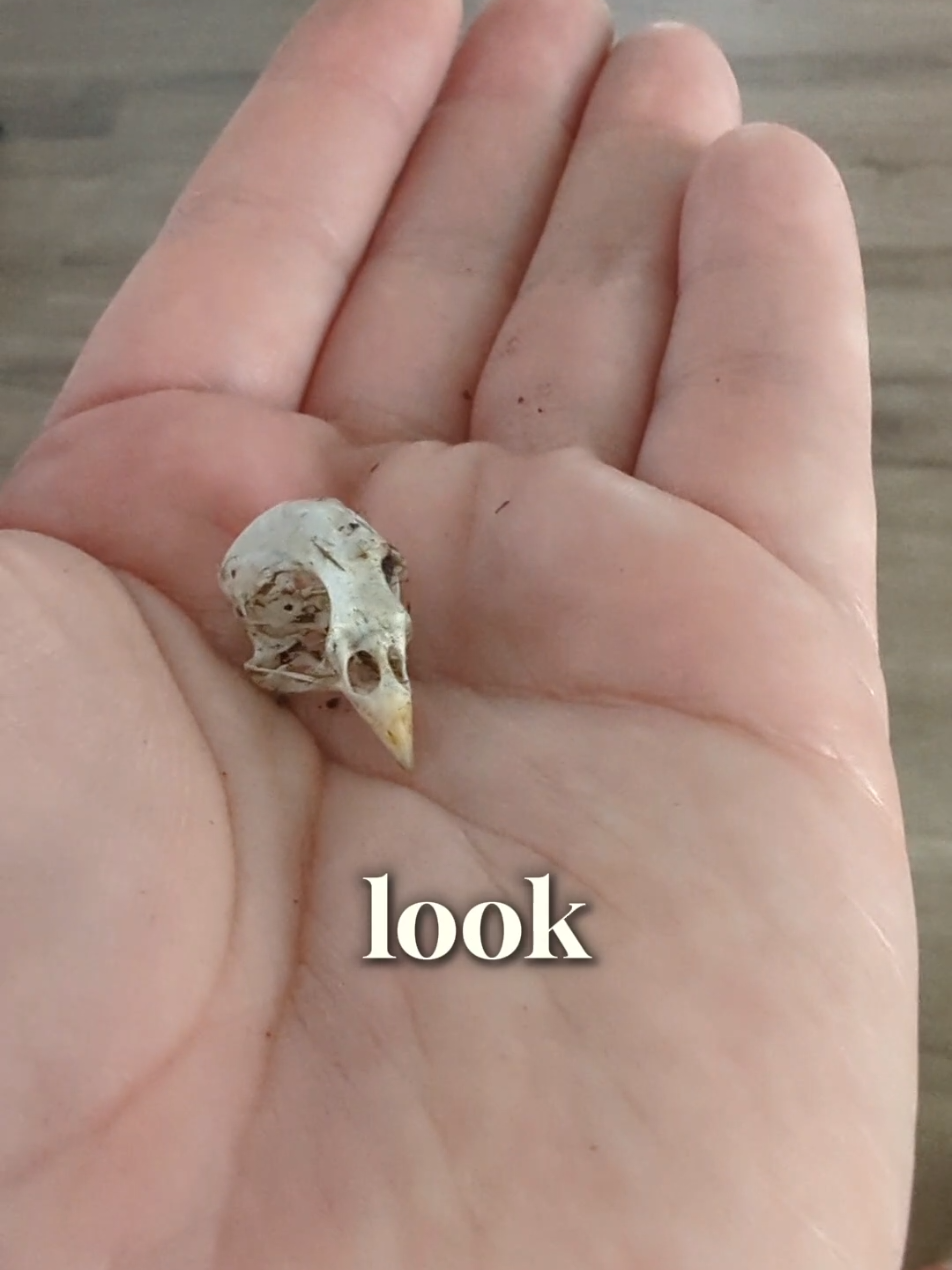 Look at it!!! A bird skull!! #birdtok #weirdcore 