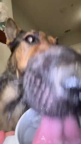 Bucky LOVES water part idk #fyp #gsd #germanshepherdsoftiktok #buckythegsd 