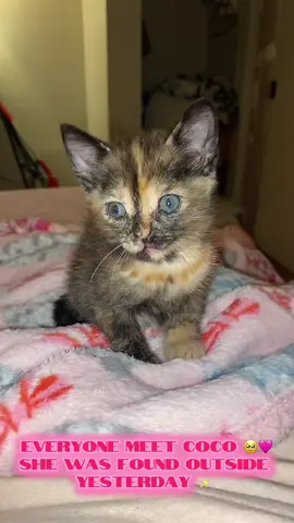 Meet our newest foster Coco 💕 #kittenoftiktok #stray #kitten #kitty #petlover #animallover #viral #fyp #viraltiktok #blowthisup #support 