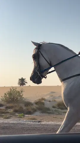 #horse #hprses #horsesoftiktok #fyp #fypシ゚viral #foryou #foryoupage #fypage #explore #اوك#ترندات_تيك_توك #الدمام_الخبر_الشرقيه_الاحساء_الهفوف #ترند #خيل_وخياله🐎 #خيل_عربي #خيول #فروسية #خيل #مربط 