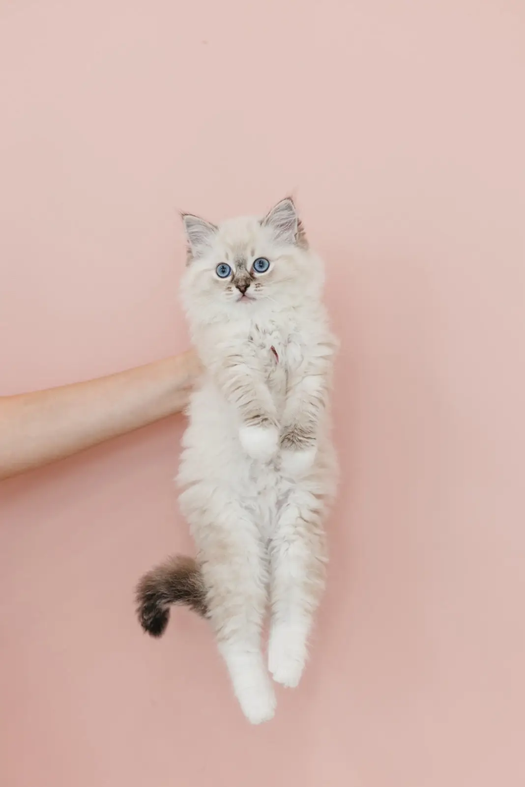 The kittens in order are Ophelia, Olive, Otis, Opal, Pancake, Peach, Pumpkin, and Pearl. Photos taken by @Meda Simpson 