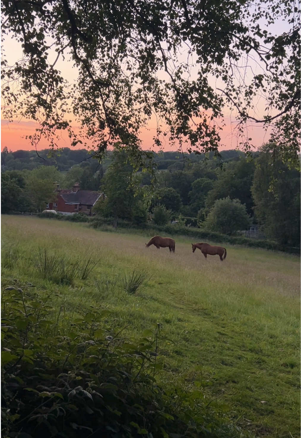 I’ve missed June evenings 