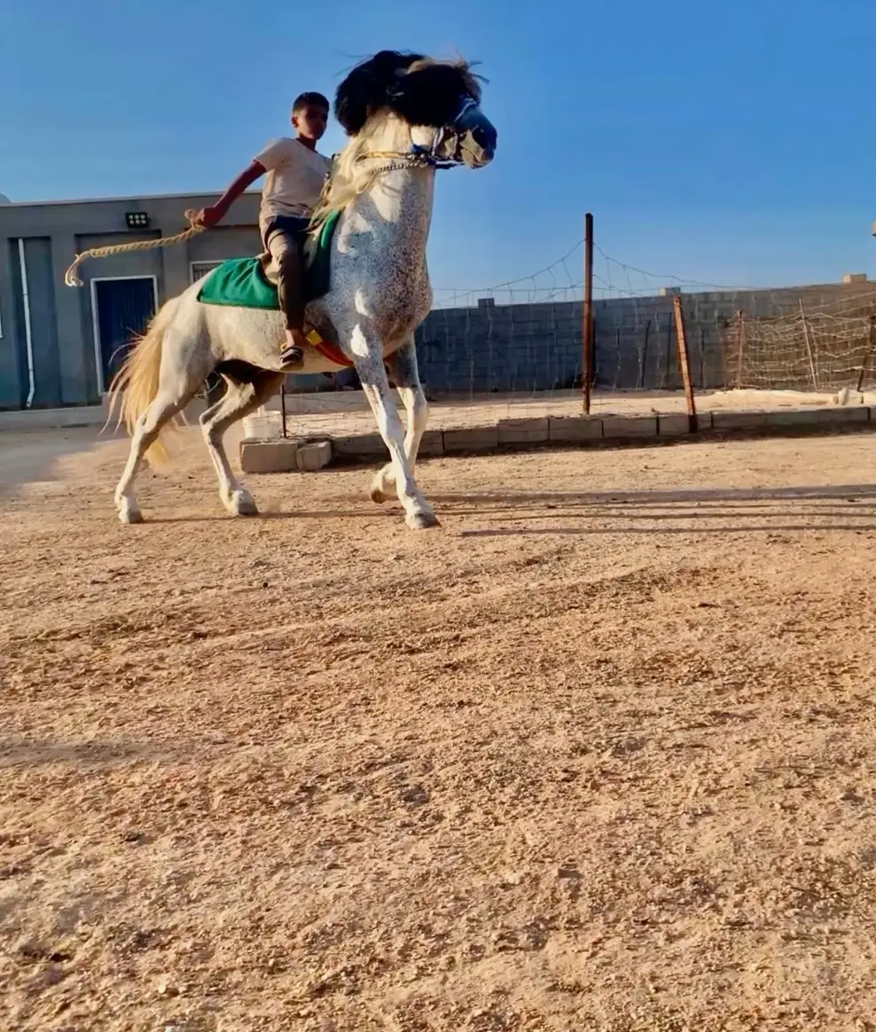 #لكحاشي😍🔥 #خيل_وخياله🐎 #الطرشه_بدو_ليبيا_مصر_الخليج_المغرب💚🔥 #إكسبلورر #الشعب_الصيني_ماله_حل😂😂 #يومكم❤️‍🔥🥀، #تيوتا_شعار_لايعرف_القانون🔥✈️ #مشاهير_تيك_توك #إكسبلورر #معمرالقذافي 