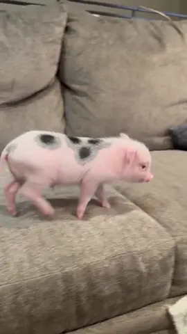 that’s just how it’s done🤩#fyp #foryoupage #viral #VIRAL #FYP #minipig #pig #babypig #pet #pets #PetsOfTikTok #cute #funny #baby #adorable