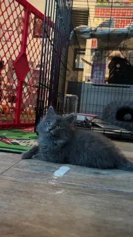 The cat distribution system finally blessed me. I wasn’t expecting to bring in another baby. Vet appointment is today. #catdistributionsystem #cat #kitten #catsoftiktok #kittensoftiktok #meow #prettykitten #kittentok #kittencrazy #fyp 