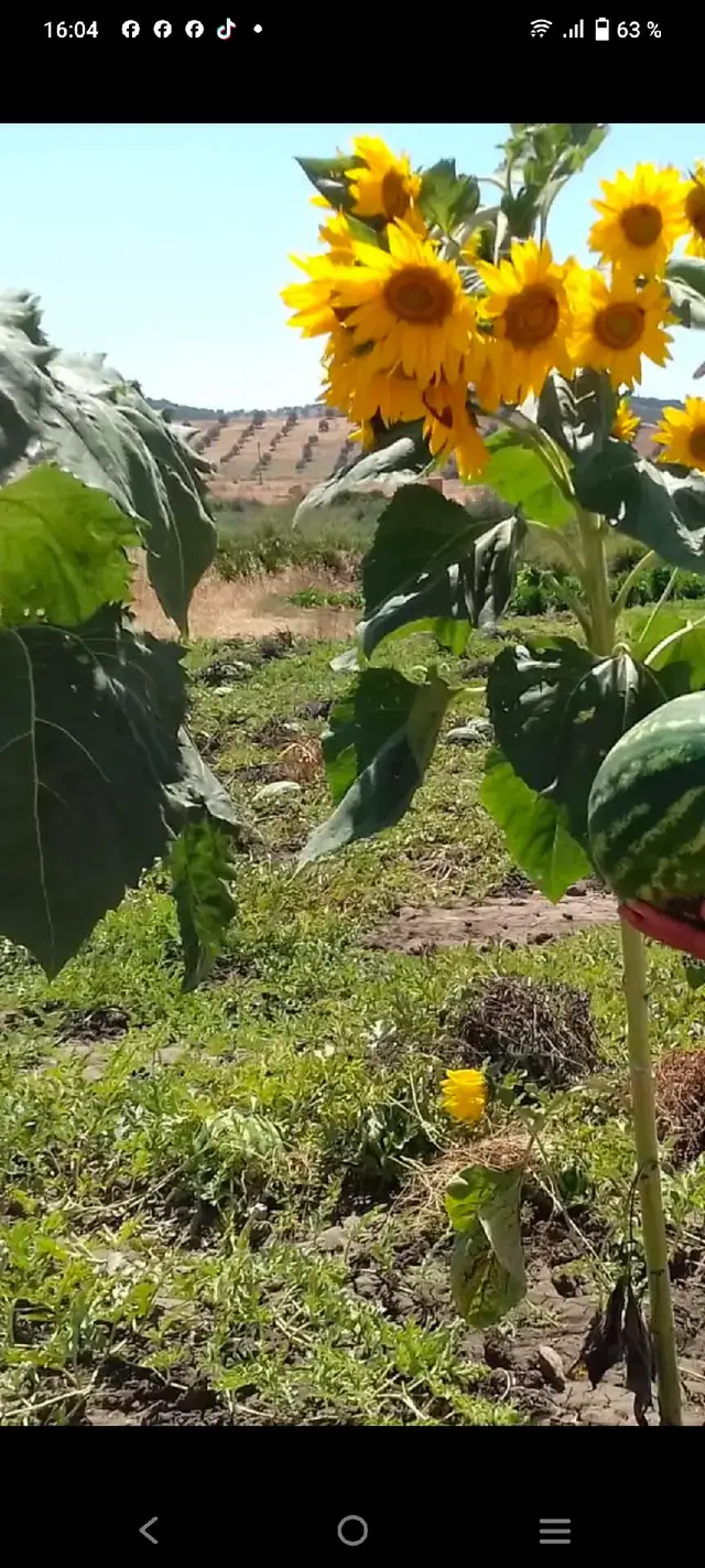 #المغرب🇲🇦تونس🇹🇳الجزائر🇩🇿 