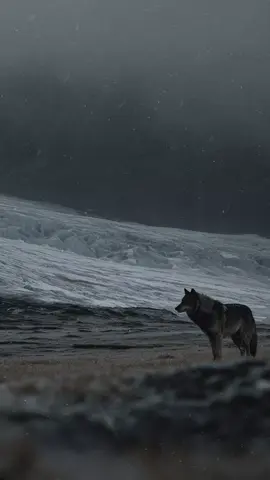 Alone, but not lost. Learn the prompt to create this reel. We've opened our subscription content—there, you can learn the exact prompt used to create this video. Subscriber Benefits: • Access to Prompts • 20% Off Our Apparel • Unlimited Free Mobile Wallpapers Disclaimer: We share the exact prompt used for full transparency. However, due to the generative nature of AI models, even when using the same prompt, results may vary. Outputs are influenced by randomness and underlying model behavior, so exact replication is not guaranteed. #norsemythology #wolf #blackwolf #wolflover #glacier #asmr #midgard