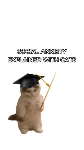 Kitty has social anxiety! #cats #catsoftiktok #kittycats #ranking #kitties #sillycats #funnycats #socialanxiety 