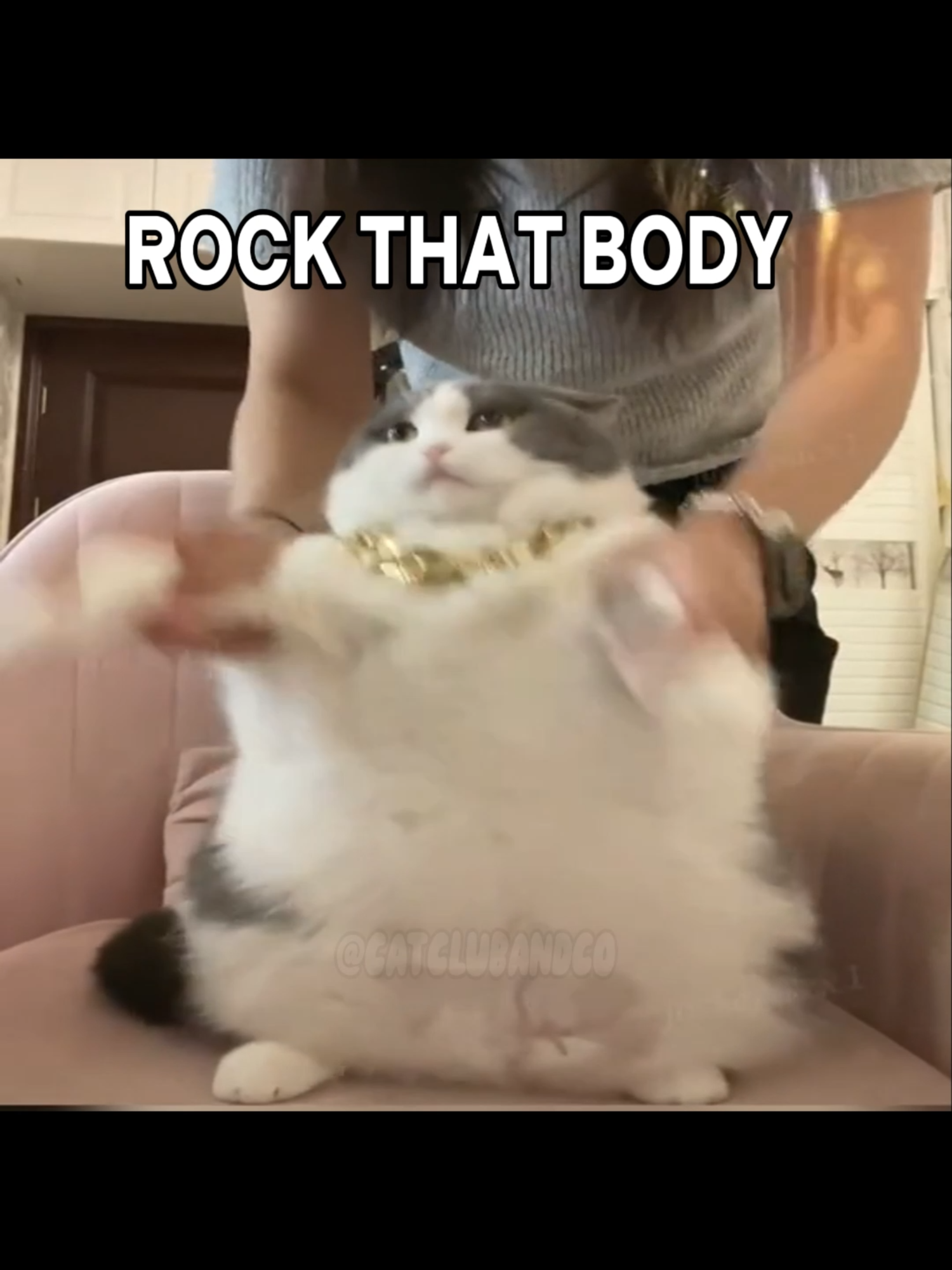 sorry for the late post 😿😿😿 #catslife #catcore #cattok #catsoftiktok #kittycat #silly #kitty