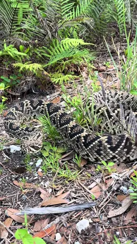 Rescuing native wildlife in the Everglades! #wildlife#snake#yoink#nature#adventure#explore#fyp#crocodiles#alligator#tiktok#adventure#viral#florida#floridacheck#naturevibes#wild#rescue#professional#conservation 
