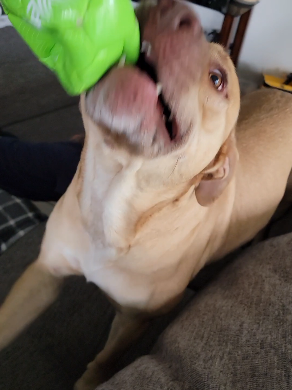 when ur pet want attention 😅 #labrador  #creatorsearchinsights 