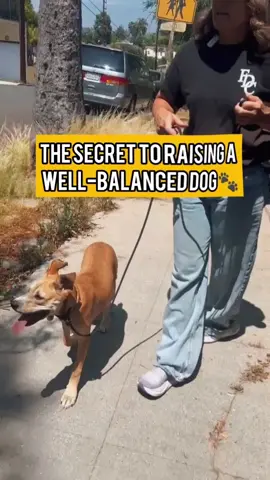 The Secret to Raising a Well-Balanced Dog 🐾 Take your pup on mini adventures around the neighborhood! 🌳🏡 Expose them to different people, places, sounds, and sights. 🌆🚲🛝 💡 Let them explore situations that might feel a little scary — but not overwhelming. Confidence comes from curiosity, not pressure. 👃 Ask friendly folks to let your dog sniff and observe without engaging. It’s okay for dogs to gather info without socializing every time! 👣 These little experiences build big confidence. #DogTraining #PuppySocialization #ConfidentCanine #BalancedDog #DogTips #DogAdventures #PuppyLife