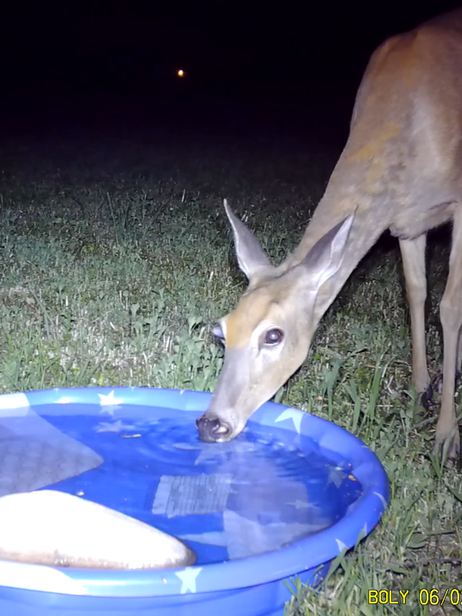 Backyard pool. Various cams. #trailcamvideo #redfox #whitetaildeer #trashpanda #backyardwildlife