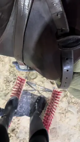 #horse #fyp #explore #trend 