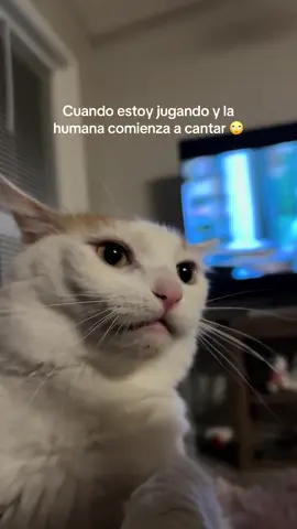 Mis oídos 🥴🤯 #gatito #michi #viral #parati #fyp 