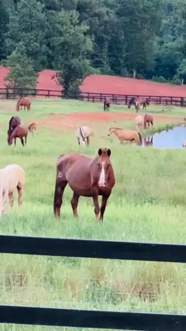 #diazfarmnc #yeguasfinas #northcarolina #razaespañola #caballosbailadores 