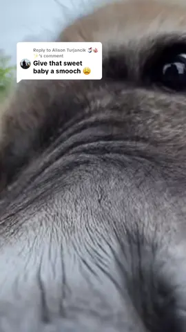 Replying to @Alison Turjancik 🧜🏻‍♀️🪸✨  Boop the snoot  #SydneyZoo #westernsydney #sydney #seeSydney #zoo #hyena #hyenas #zoobabies