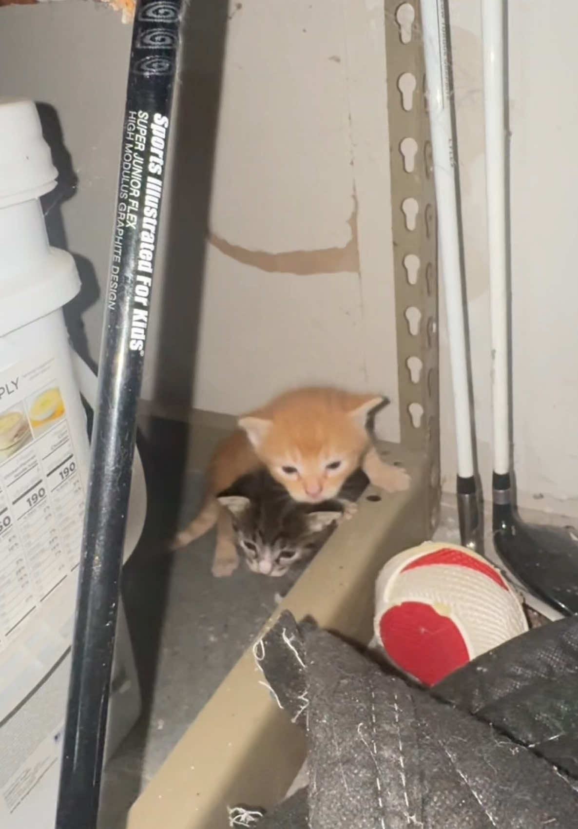 Casual kitten hunt in the garage☺️  #fyp #fortyoupage #animals #cat #kitten #searchandrescue #animalplanet #orangecat 