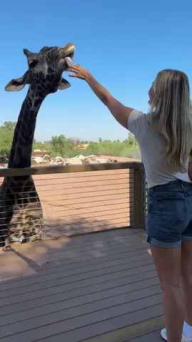 Mornings at the zoo >  🦒  #zoo #family #familyzoo #Summer 