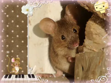 #mouse #cute #animal #rodent #rat #aesthetic #brown #moodboard #edit #whimsical #fyp #viral #trend #xyzbca    ☆*:.｡. o(≧▽≦)o .｡.:*☆ #NEVERMIND