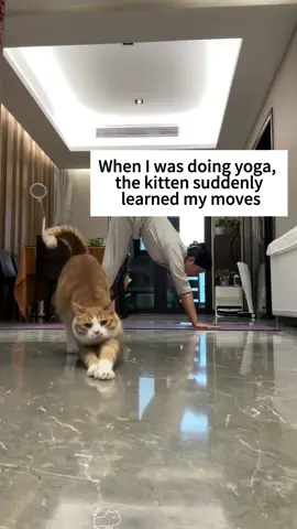 Cats are the best imitators #funnyvideos #fypシ #funnycat #catlover #cat #kitty 