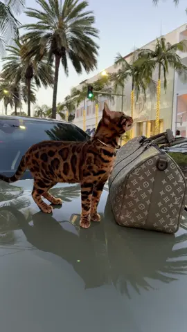 Luxury cat life #bengalcat #leopardcat #foreignbengals #snowbengal #fyppp 
