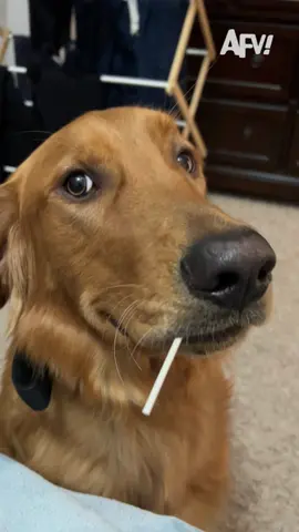 I'm his lawyer, he's innocent 😅 #afv #dogs #funny