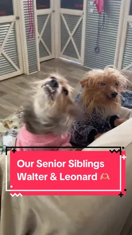 Walter and Leonard may not know why they were abandoned, but now they don’t ever need to worry about it. Walter and Leonard have become two of the brightest senior siblings here,  they share their love with their family and soak in every moment of happiness 😊🐶❤️ #rescue #dogsoftiktok #seniordog #fyp #rescuedog  #seniordogsoftiktok #dogrescue #wwsds #dogtok #seniordogrescue#adoptdontshop