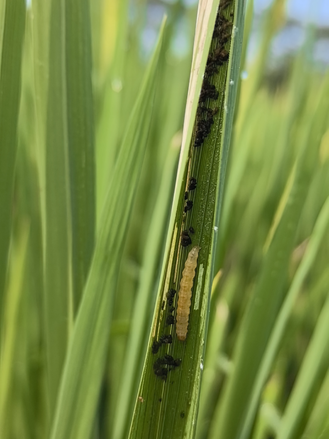 salah satu hama pada tanaman (padi) yg sulit utk dibasmi adalah ulat penggerek batang yg nantinya akan jadi sundep / beluk, Serangan ini menyebabkan kerusakan pada jaringan pembuluh batang padi, sehingga menghambat pengisian gabah bisa menyebabkan penurunan hasil panen hingga 50%. cegah sebelum terlambat dg menggunakan insektisida yg pas dan dosis yg tepat. #intani #intanijaya #berkahmenir #petanimilenial #petaniindonesia🇮🇩🇮🇩🇮🇩🌿🌿 #petanimuda #sprayracing 