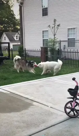 Đang giành đồ chơi thì bật đúng bài tủ :)))) #cutedog #xuhuongtiktok 