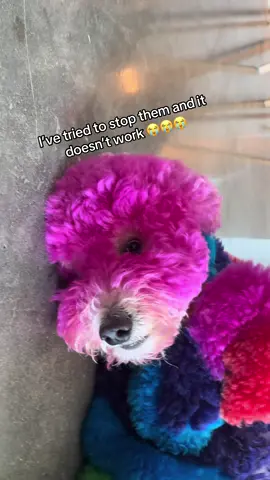 I’m sorry you had to see this  #dogs #funnydogs #dogvideos