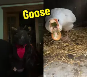 #duet with @marley1o #Funny #ivorytheblackdragon #foryouシ #fypシ #foryoupage #ivorythelegend #blackdragon #dragon 