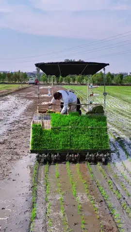 DE VIVERO A CAMPO: LA SIEMBRA MECÁNICA QUE OPTIMIZA EL ARROZ Las plántulas de arroz crecen 3 semanas en viveros, luego una sembradora motorizada las trasplanta con precisión en el lodo, alineando cada brote a la distancia exacta. Un sistema controlado que maximiza rendimiento, ahorra tiempo y garantiza cosechas más eficientes. #SembradoraArroz #PlántulasDeArroz #AgriculturaModerna #ArrozInundado #MaquinariaAgrícola #AgropecuariaTV