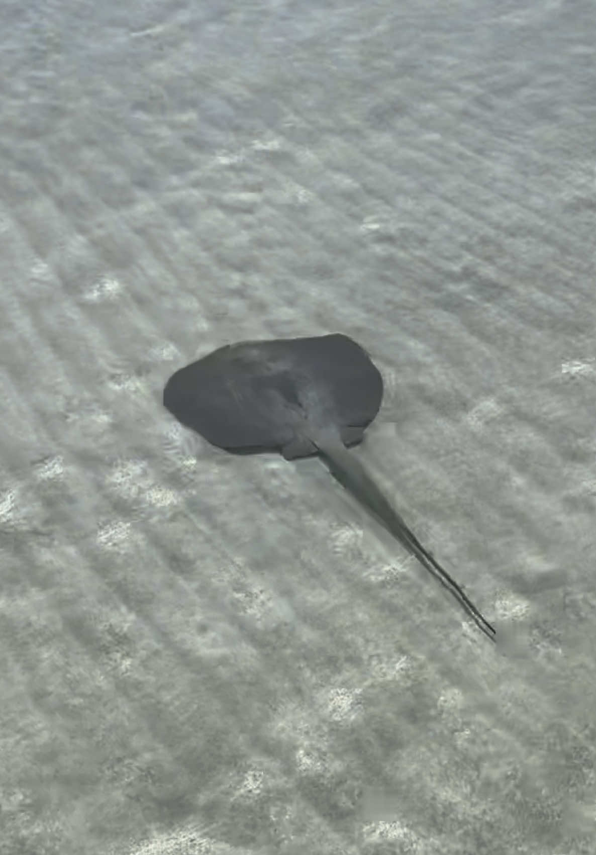 Came for the starfish, stayed for the sting ray #starfishbeach #bocasdeltoro 