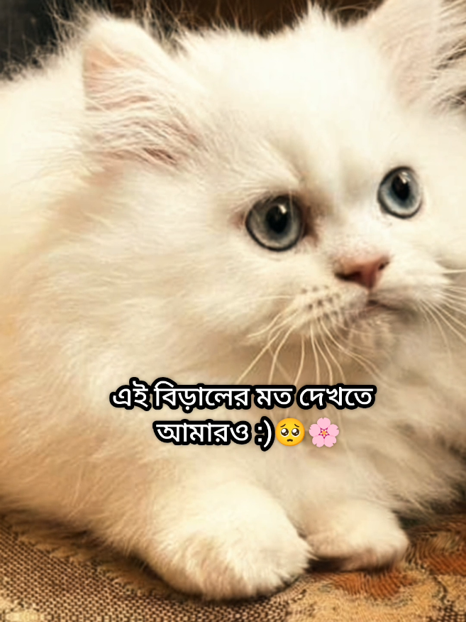আমারও  একটা কিউট বেস্ট ফ্রেন্ড আছে :)🫶🥺 @🧟‍♀️🧞‍♀️কিউট পেত্নি🥰🧞🧟‍♀️ my cutie bestie 🎀😊 #ariyan #your_ariyan_96 # #বলে_যাও💝👀🦋🌈  #মেনশন_করো_তোমার_বান্ধবীকে 