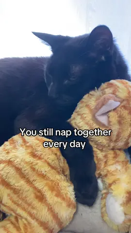 Every day for years, I think they will share their afternoon naps together forever 🐱🐈‍⬛ #soulmate #catsoftiktok #bestfriend #bondedpair #petloss #petadoption #blackcat #orangecat #foryoupage #fyp 