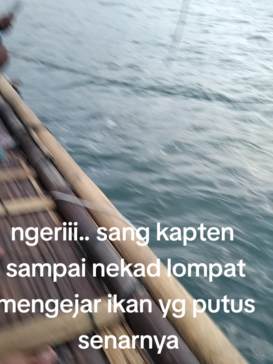 ikan tenggiri ini kena pancing dari jam tengah 5 pagi , sekitar jam 6 baru bisa terangkat ke permukaan dgn kondisi pingsan.. kl senarnya mau putus mestinya ketika ikan melawan yg tenaganya msh besar.. #mancingbaganapungpalabuhanratu 