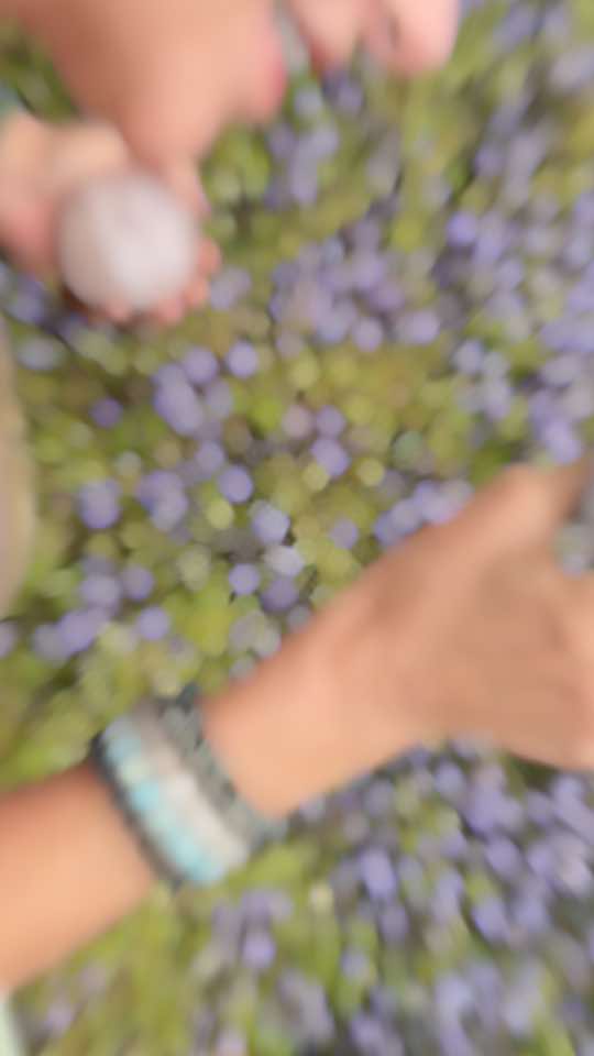 #crystalpoints #crystalcraft #craftingcrystals #coolsong #zodiaccrystals #zodiactiktok #crystal #seleneunderground11 #metaphysicaltiktok #witchtok #crystals #metaphysical #crystaltokk #crystaltok #crystalhealing #crystalsoftiktok #fypdong #for #foru #foryoupageofficiall #foryour #foryoupagе #foryoupge #foryourepage #crystals  #crystslhealing #celestite #celestitesphere 