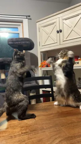 She looked at her wrong @Ashley Franks #catsoftiktok #fyp #catfight 