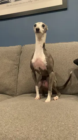 #iggy #small #greyhound #babydog 