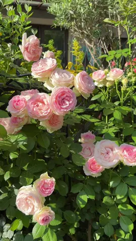Ai thích hoa hồng ko nè🥰🥰 #flowers #yeuhoa #hoadep #hoahong 